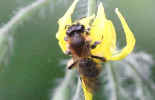 Réf. 352 944 : Andrena bicolor